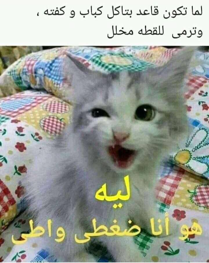 277367155 136374945583663 2799320587931877678 n