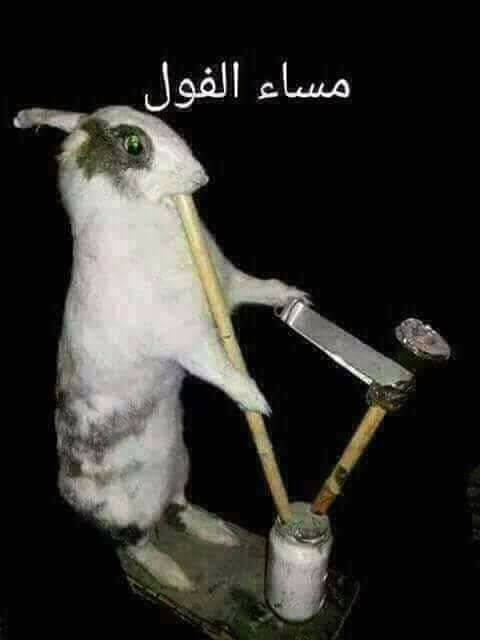 35768459 115306112706067 6397889004741591040 n