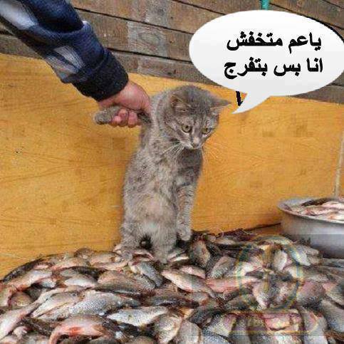 6669f14b99c1original